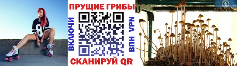 даркнет сайт KRAKEN ссылки Псилоцибиновые грибы мухоморы Туринск